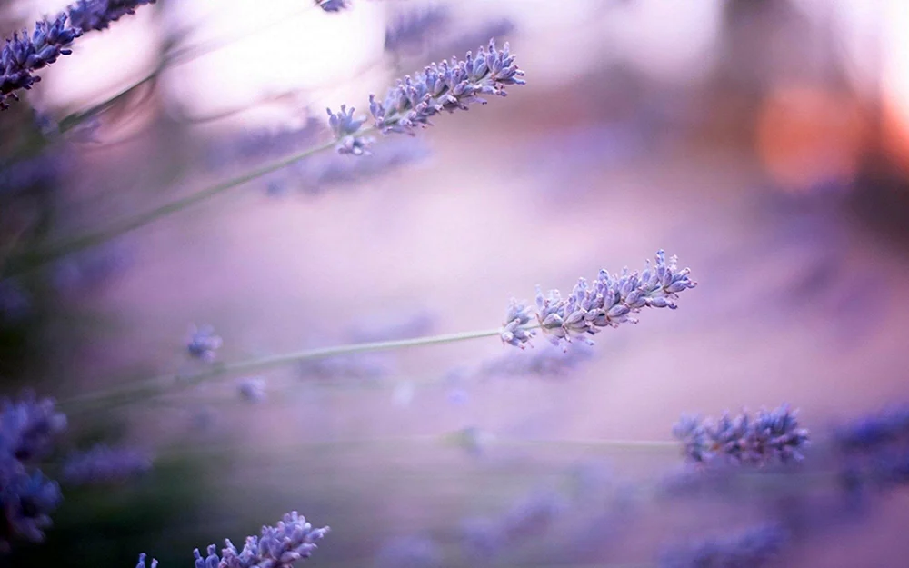 Minimalistische Blumen