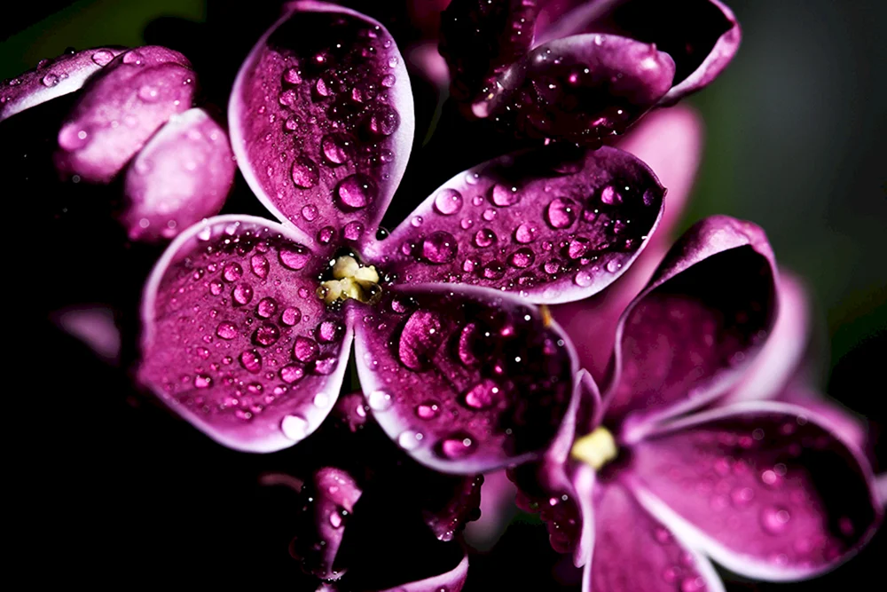 Lila Blumen
