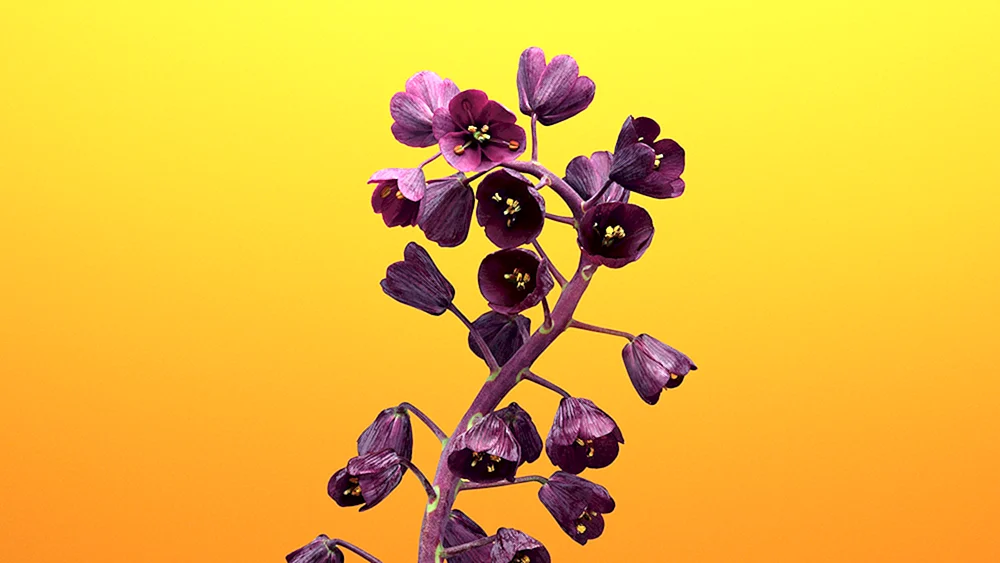 Lila Blumen