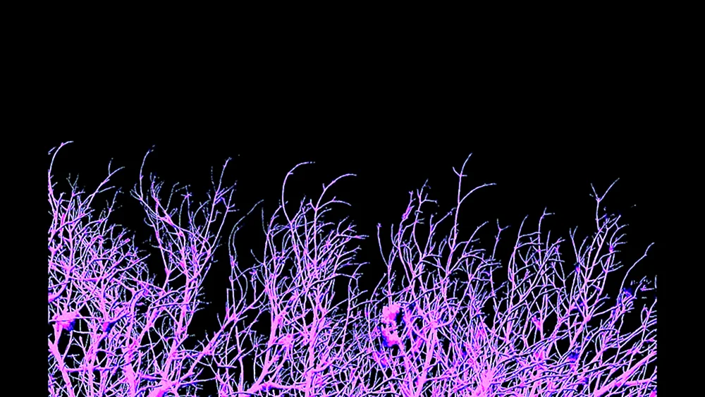 Schädel-Desktop-Bilder