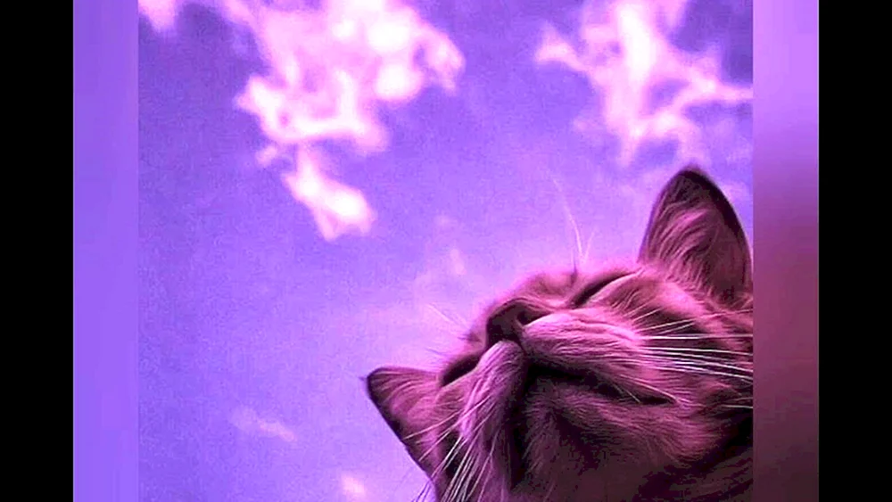 Lila Katze