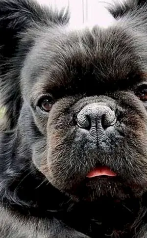 Fluffy Bulldogge