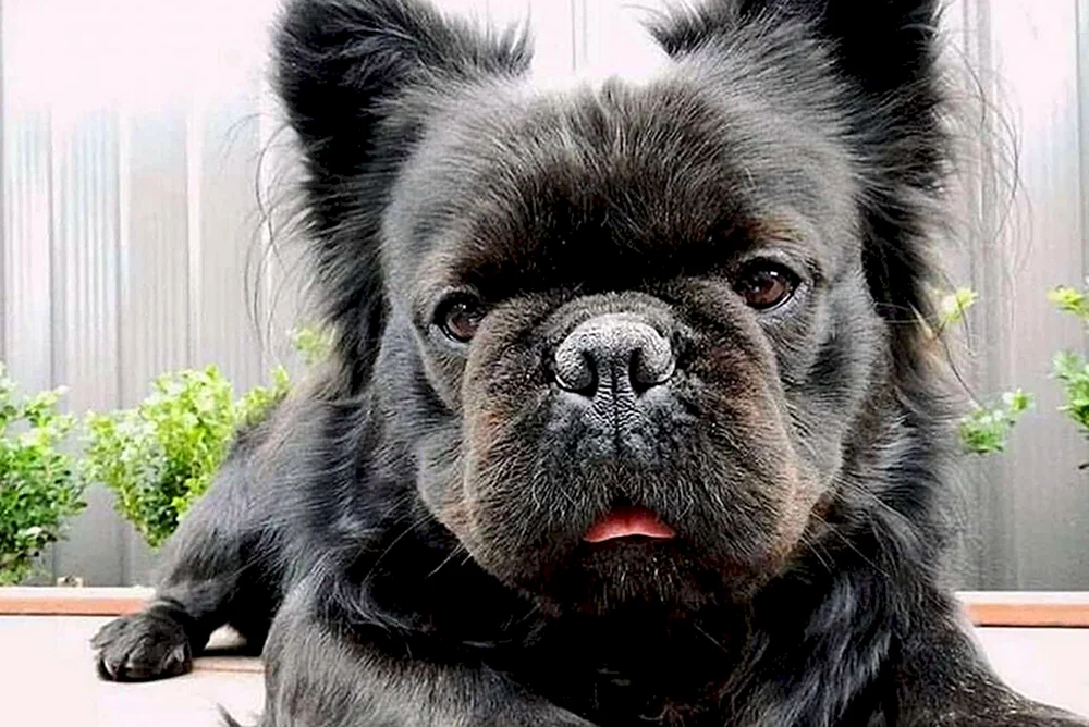 Fluffy Bulldogge