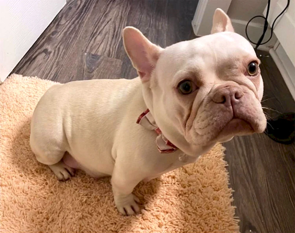 Fluffy Bulldogge
