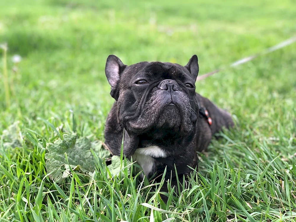 Langhaarige französische Bulldogge. Bulldogge