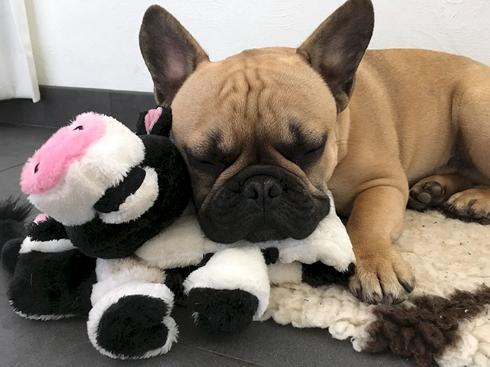 Langhaarige Französische Bulldogge