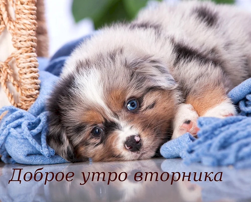Beagle Terrier