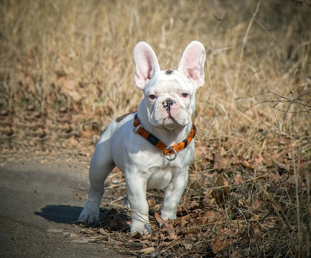 Fluffy Französische Bulldogge
