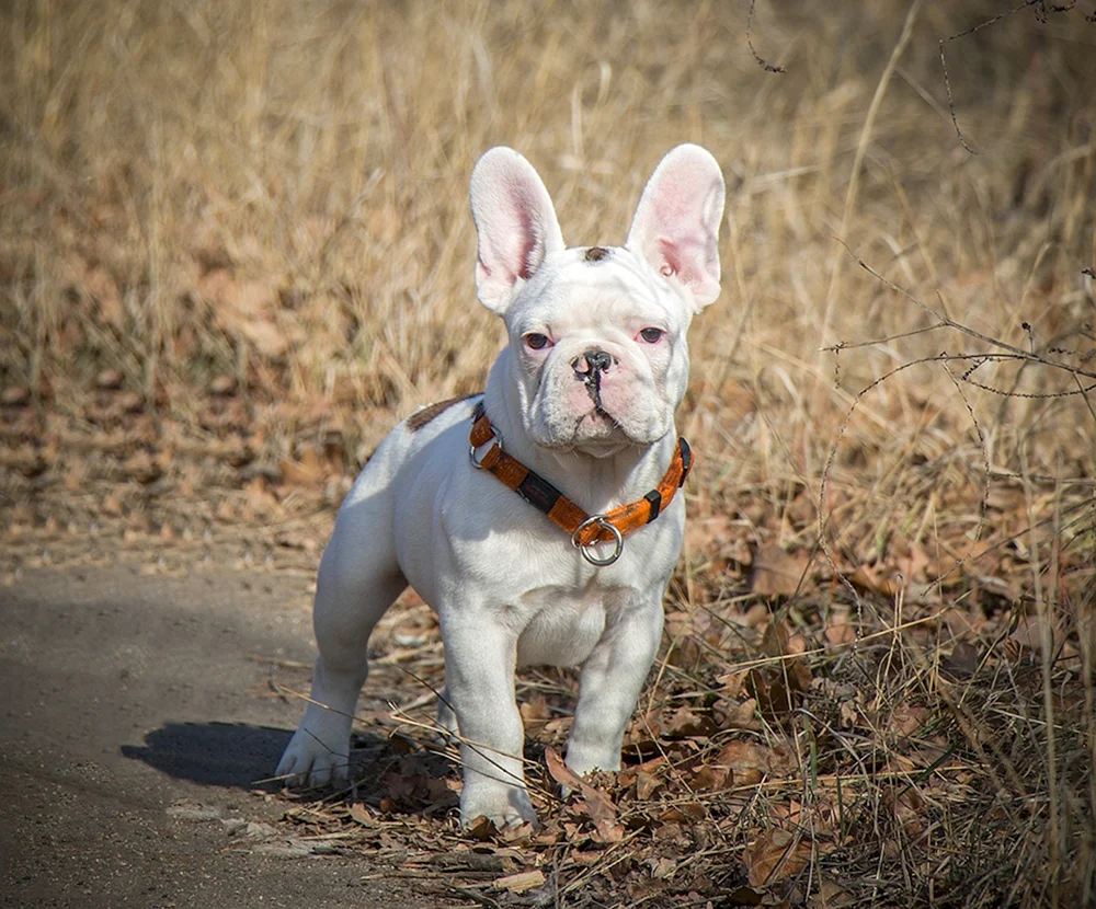 Französische Bulldogge Brindle