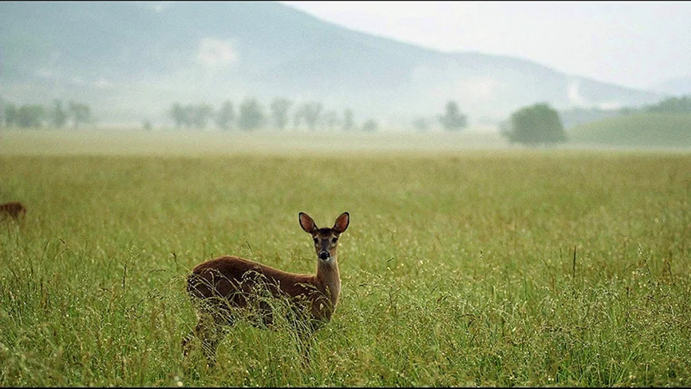 Tiere der russischen Steppe