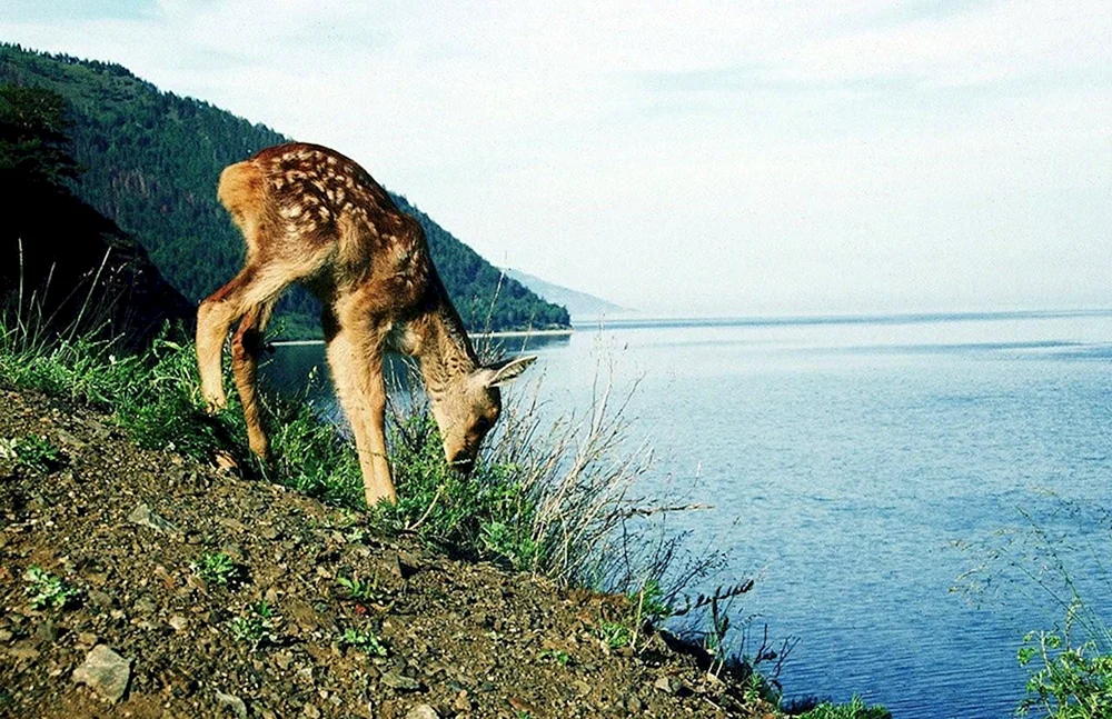 Baikal Nerpa
