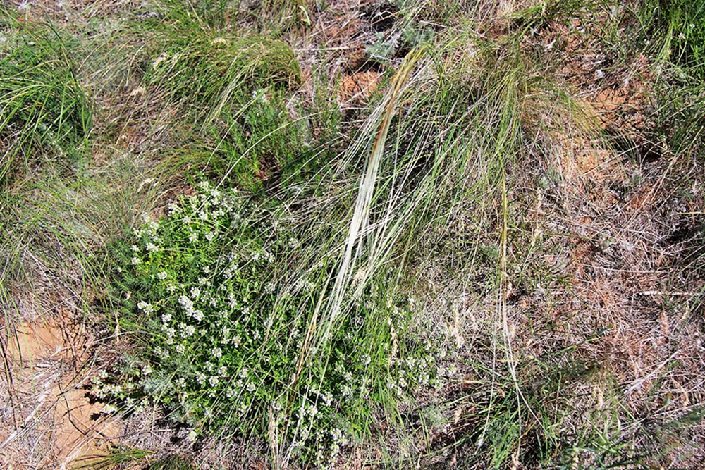 Flora von Rostov Reserve