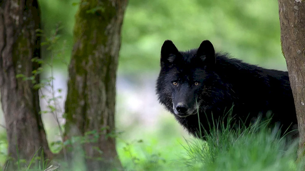 Florida schwarzer Wolf