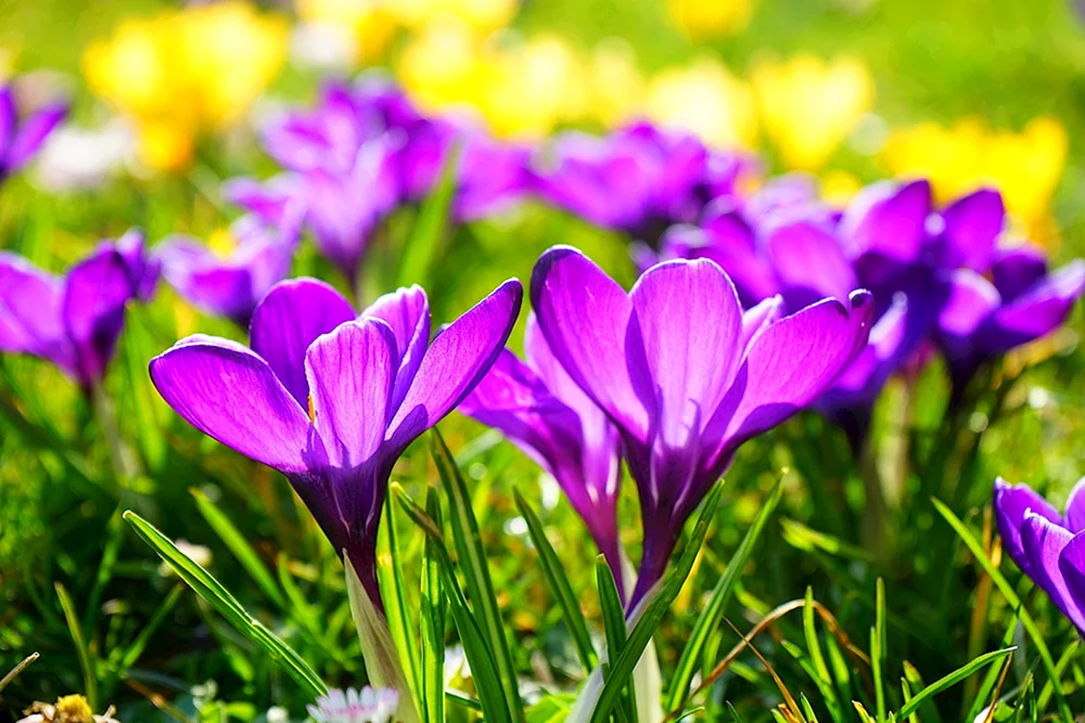 Blumenrekord Krokus