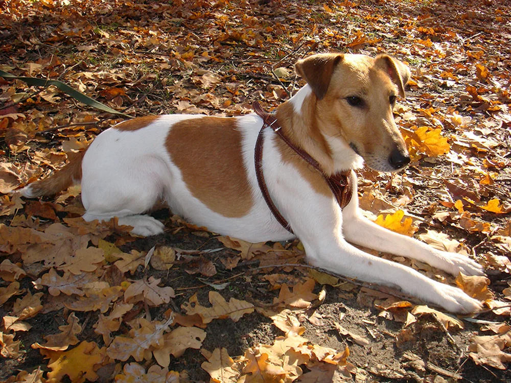 Fuchs glatthaarig Foxterrier