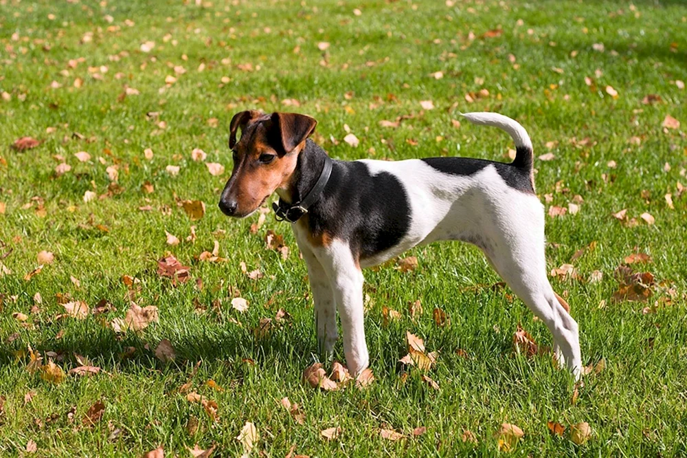 Fox Russell Terrier glatthaarig