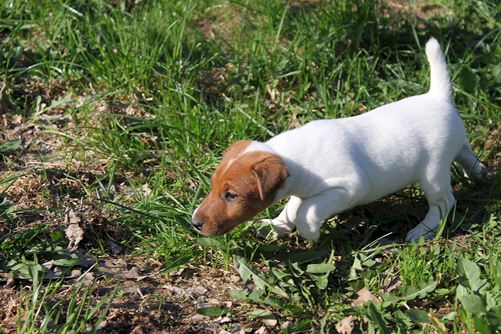 Foxterrier glatthaarig