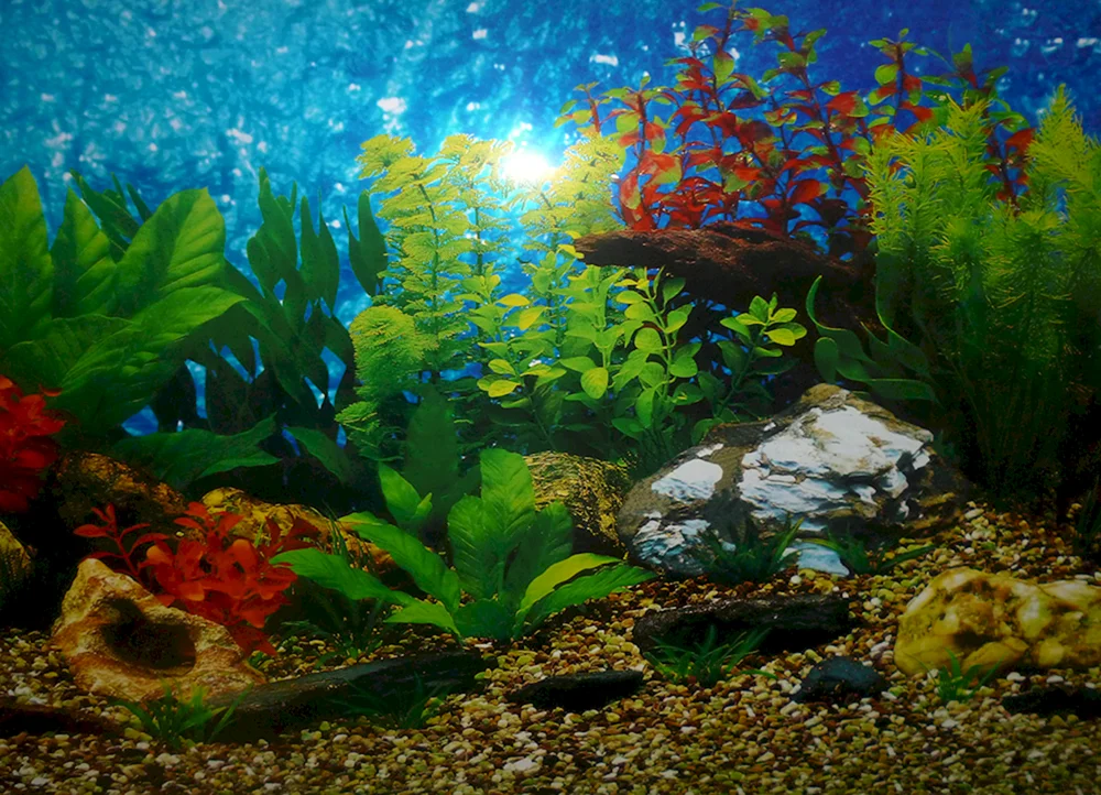 Barbus-Aquarienhintergrund für Aquarium