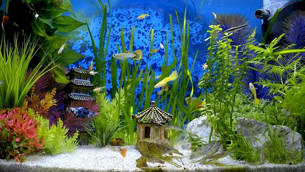 Aquarienhintergrund für Aquarium Juwel 2 XL