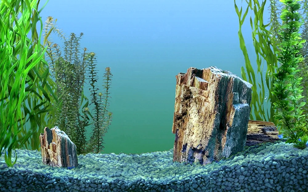 Aquarienhintergrund für Aquarium Barbus