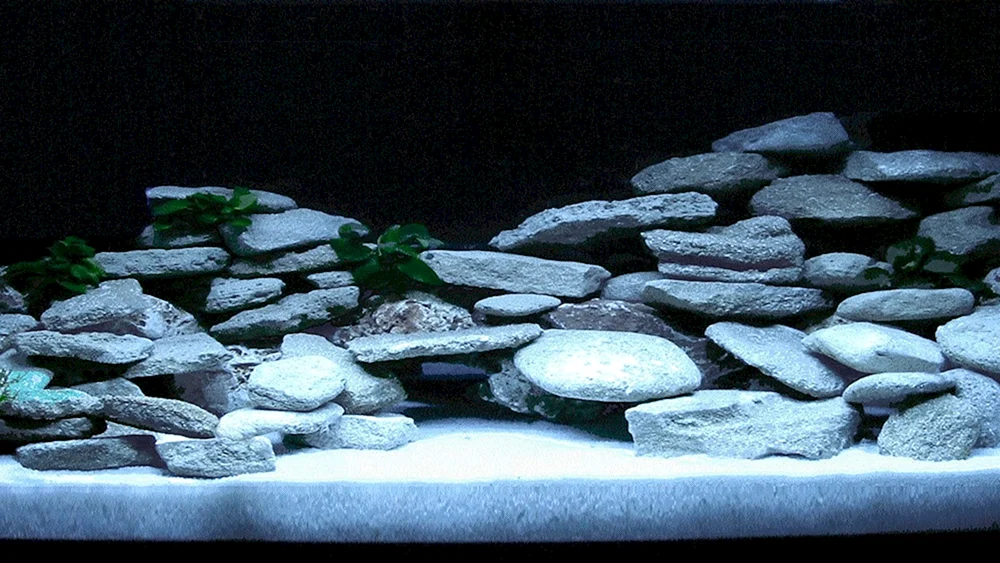 Fische für Aquarium