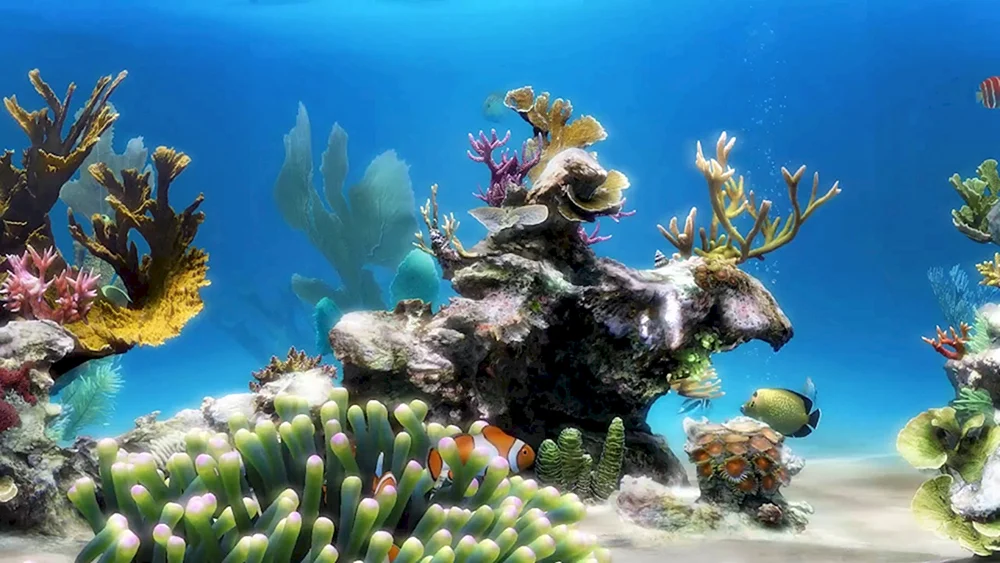 für Aquarium Doppelseitige Meereslagune natürlich mystisch 60cm124cm