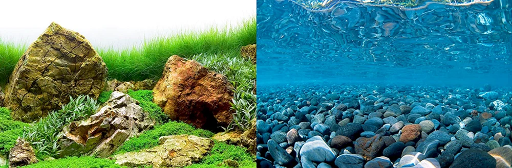 Aquascape Dreizackfarn