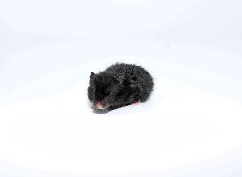 Syrischer Hamster schwarz