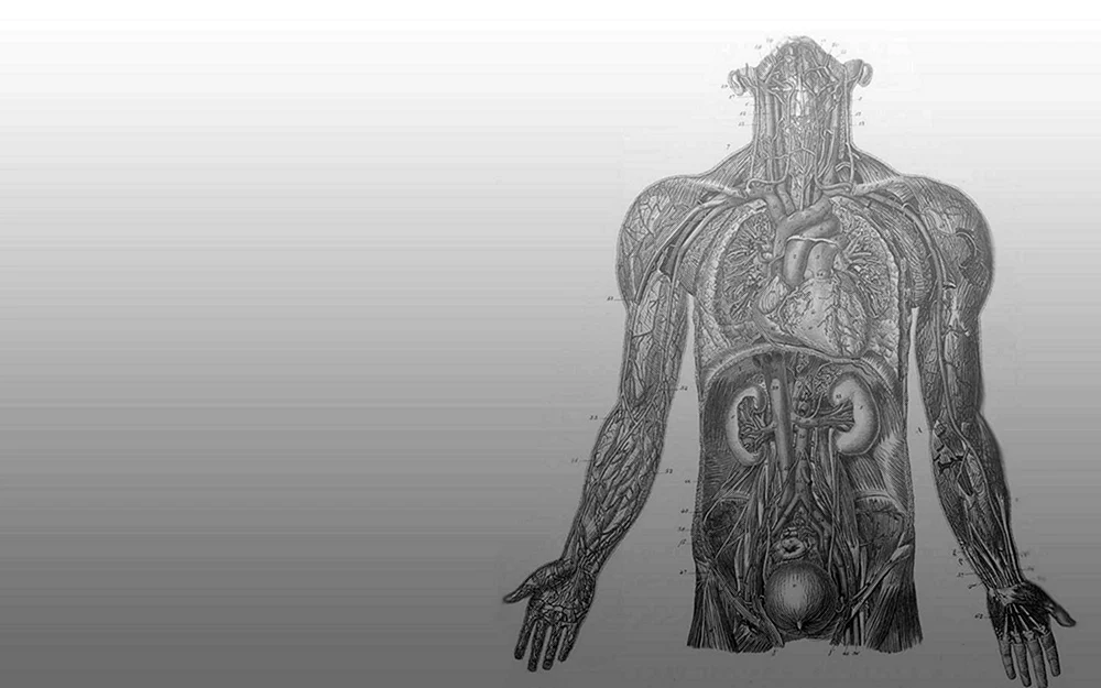 Anatomie Hintergrund
