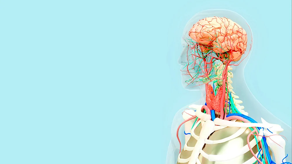 Anatomie Hintergrund