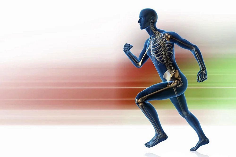 Anatomische Manuskripte von Leonardo da Vinci