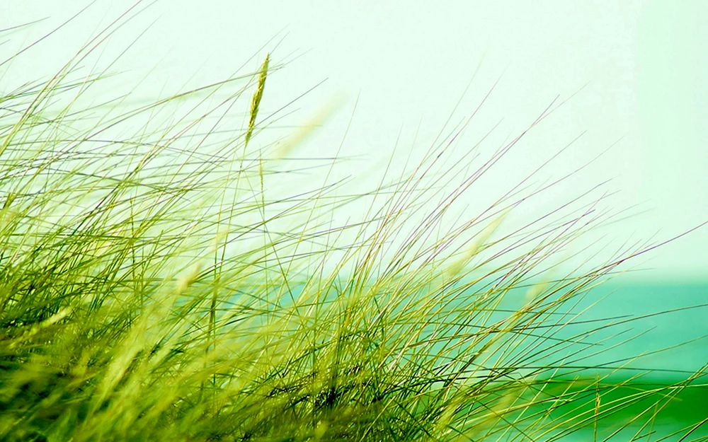Hintergrund Schmetterlinge