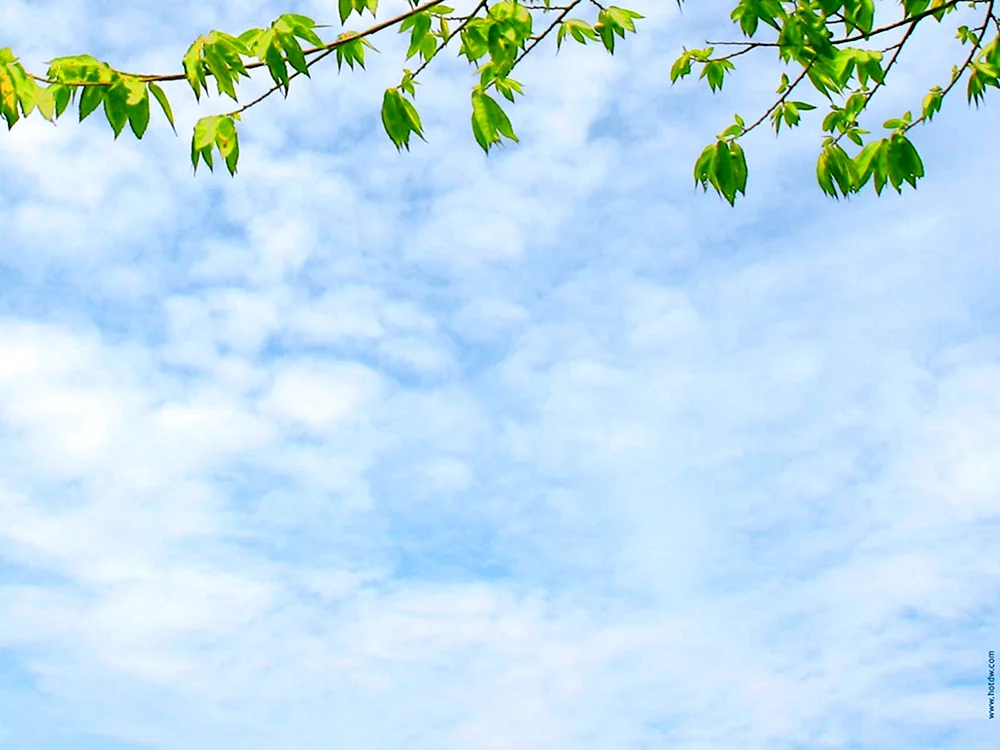 Gras und Himmel