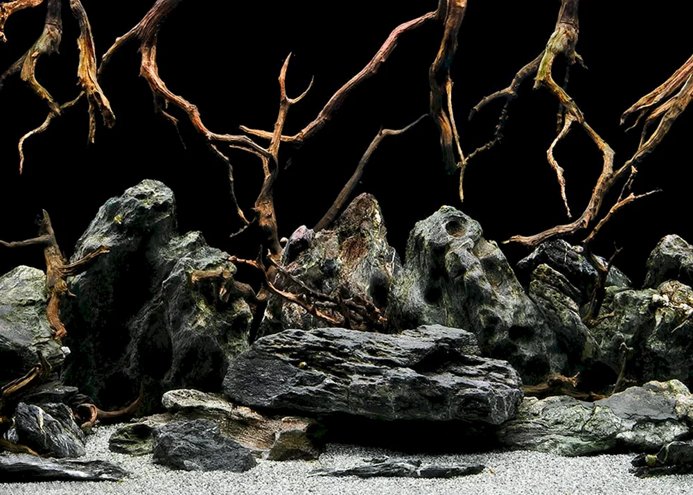 Schöne Aquarien mit Pflanzen