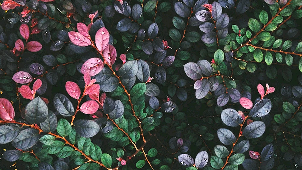 Ästhetik Hintergrund