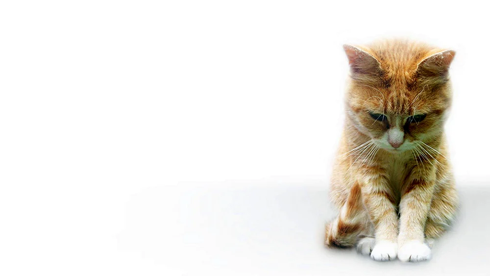 Katze schaut raus.