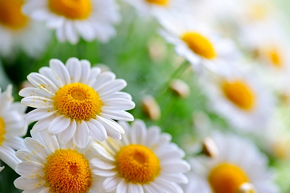 Gänseblümchen Hintergrund