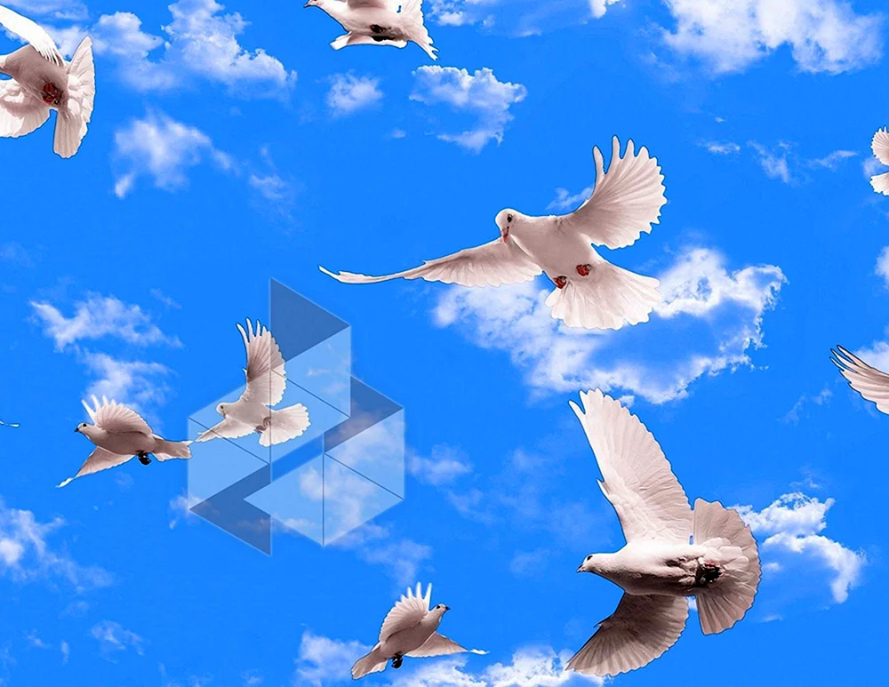 Taube im Flug