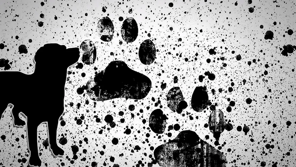 Hunde