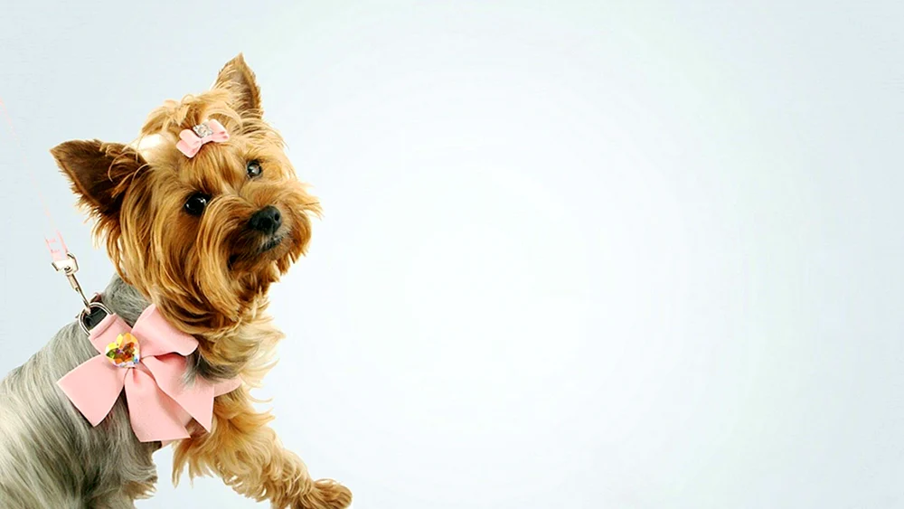 Hunde-Desktop-Bilder für Hunde