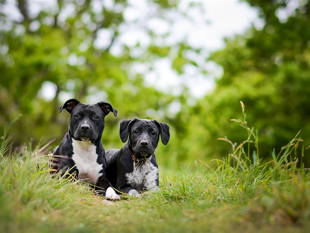 Hundeknochenaufdruck