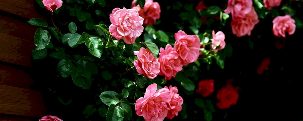 Facebook-Cover