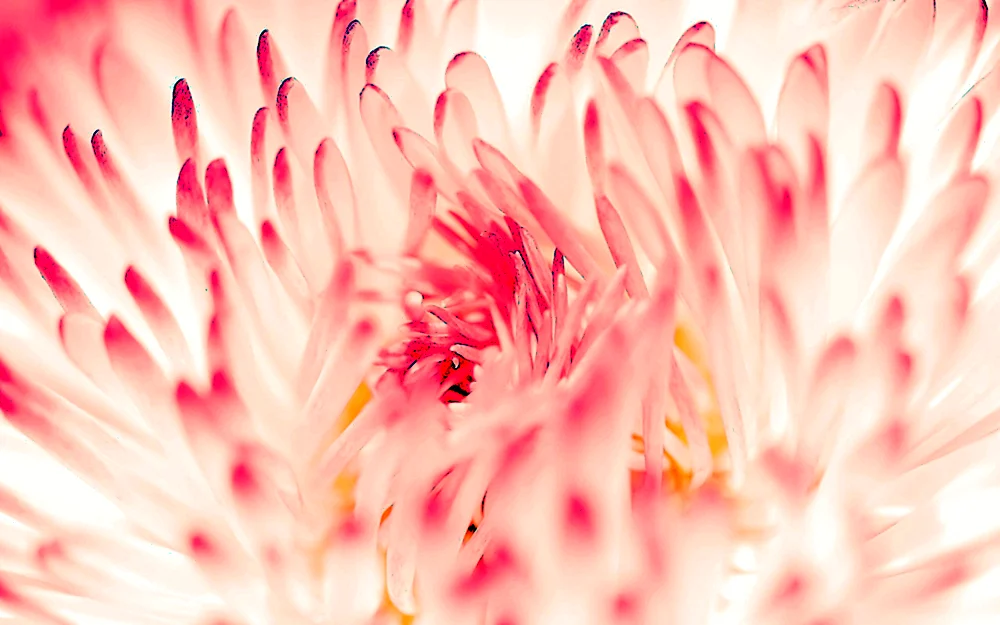 Fon Blumen