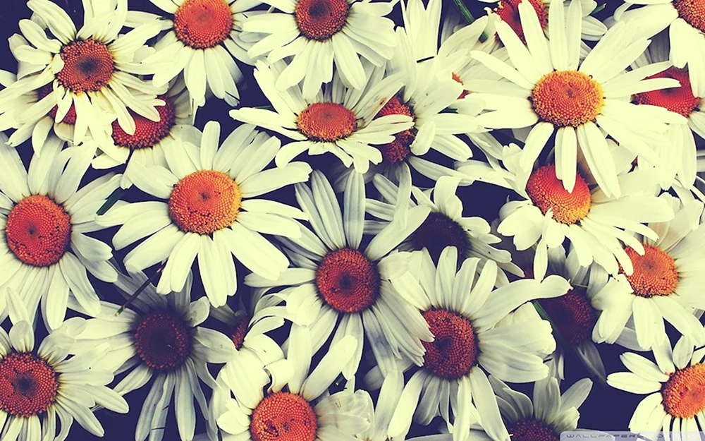 Blumen Hintergrund