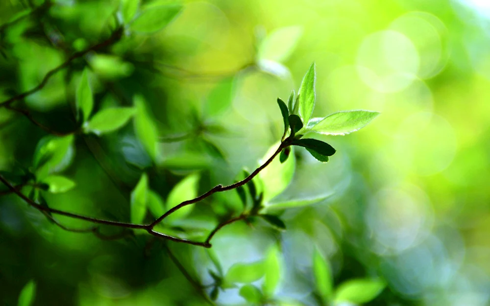 Grüner Hintergrund