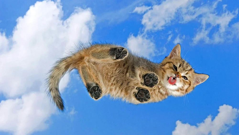Schönes Bild für den Desktop