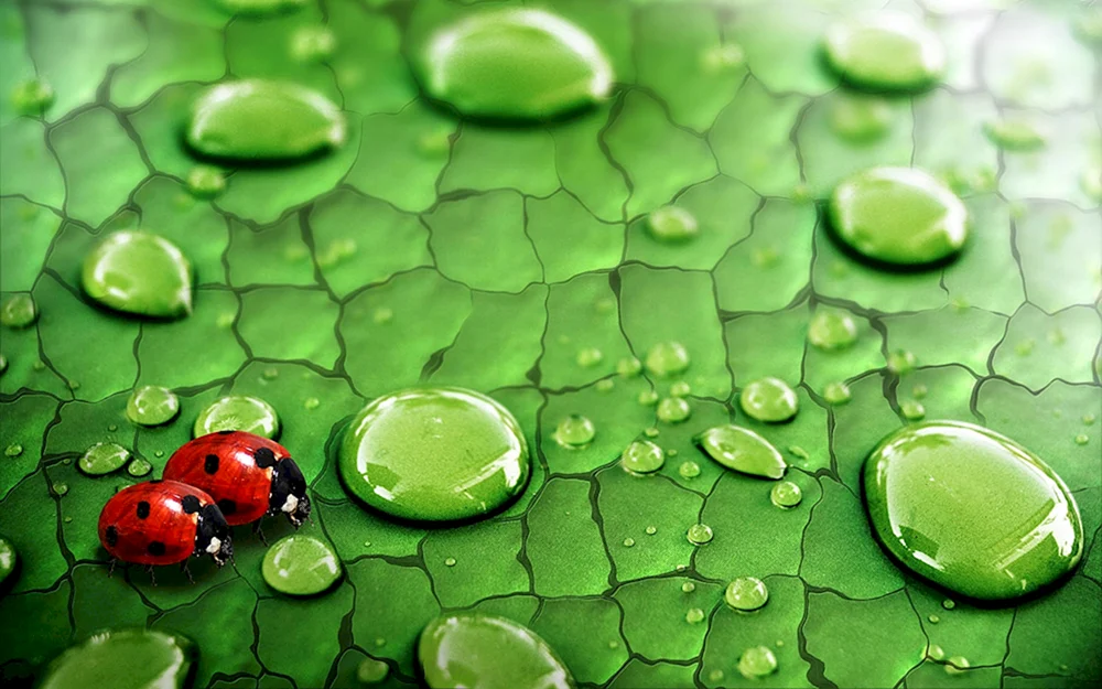 Handybild für den Desktop