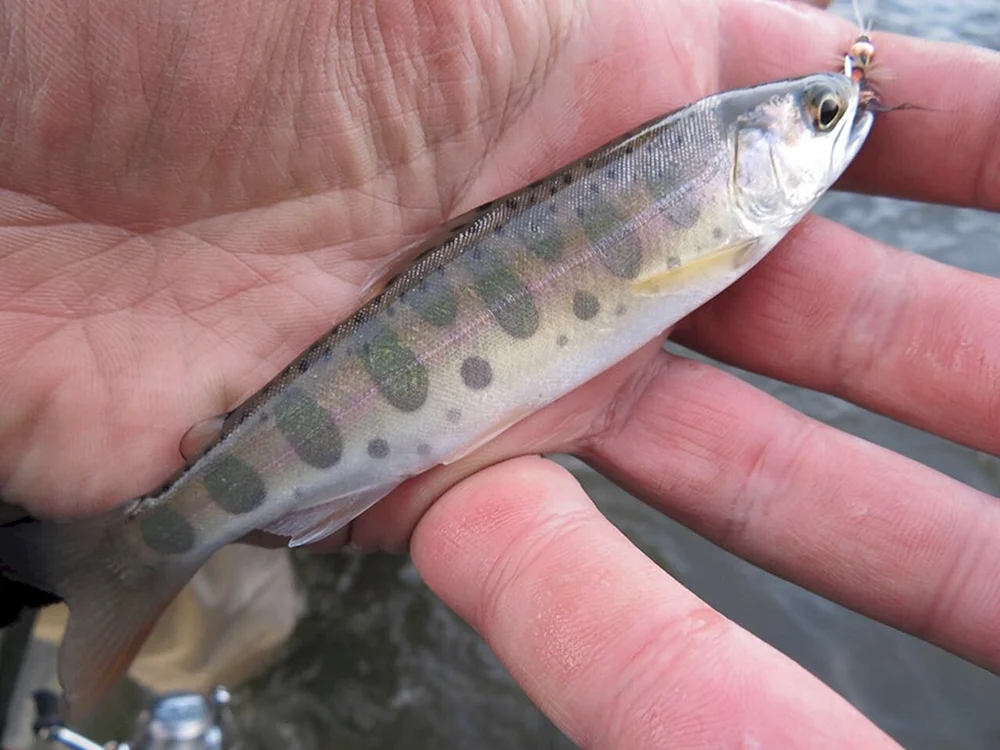 Amber trout malaek