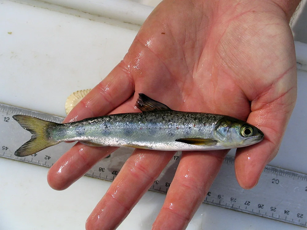 Kumja fish malaek