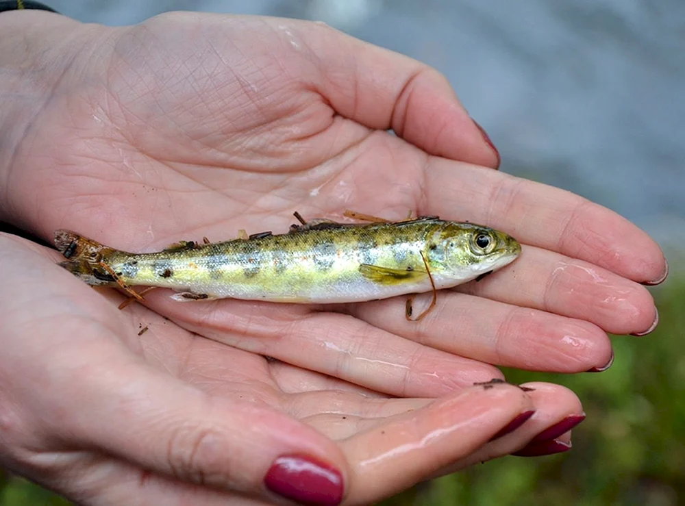 Rainbow trout. Regenbogenforelle malaek